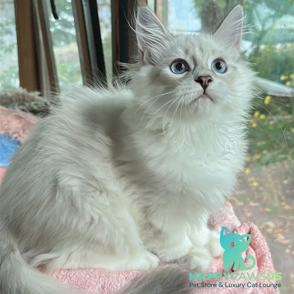 Walentine Siberian male blue tabby pointed with white - live animals