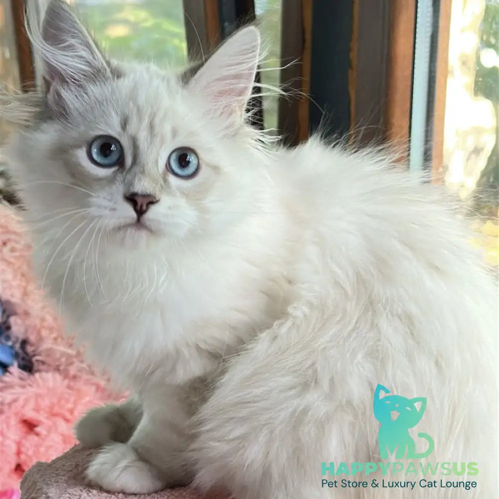 Walentine Siberian male blue tabby pointed with white - live animals