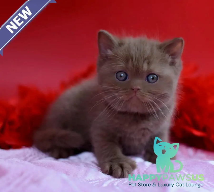 Walker British Shorthair male сinnamon - live animals