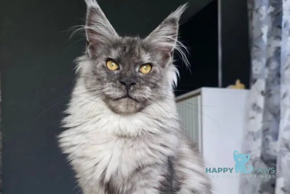 Walkiria Maine Coon female black silver live animals