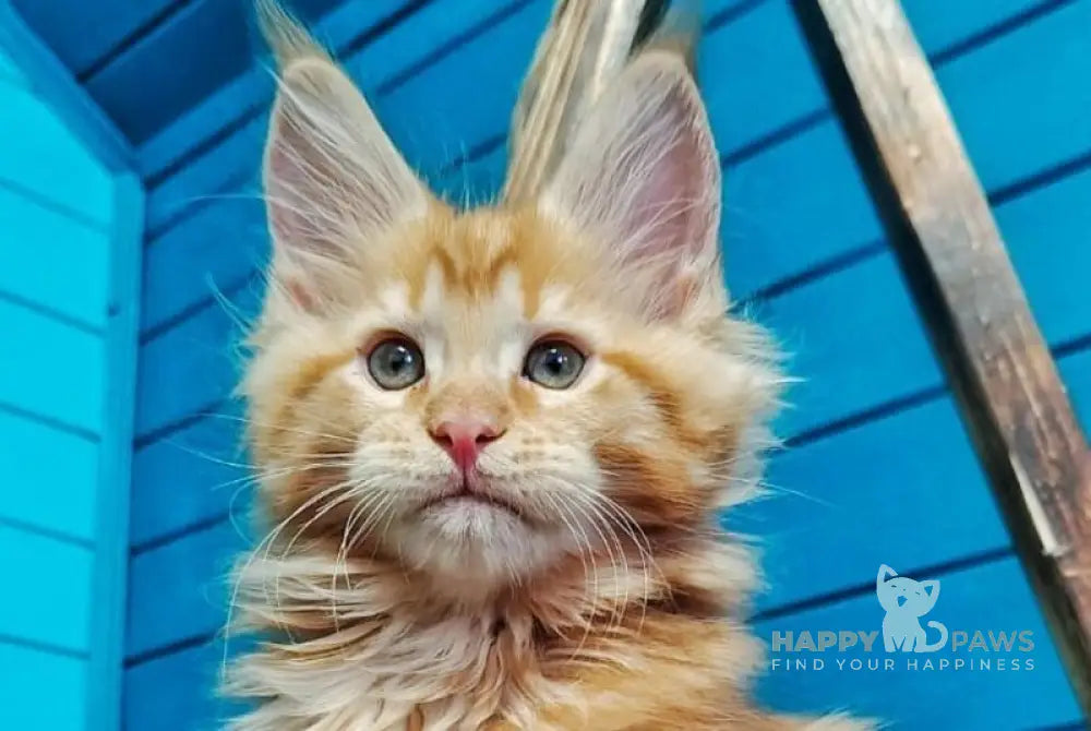 Wall-e Maine Coon male red live animals