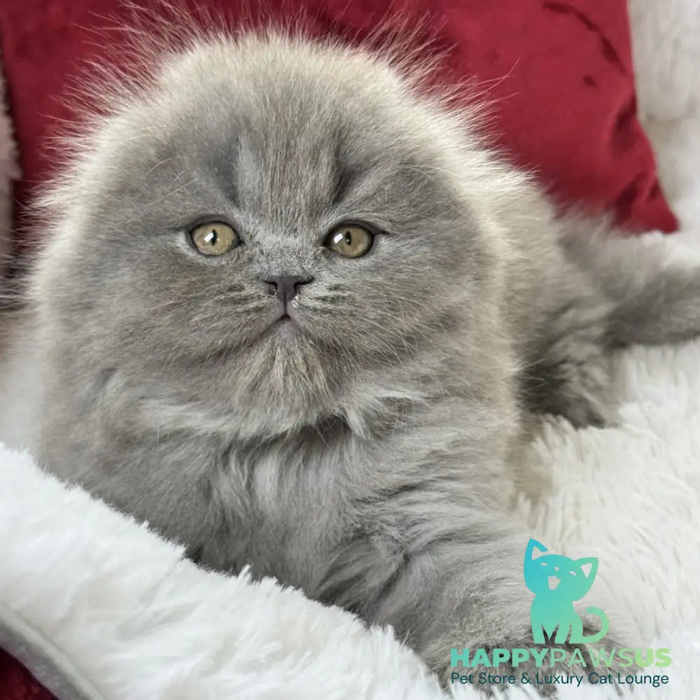 Wally Scottish Fold male blue - live animals