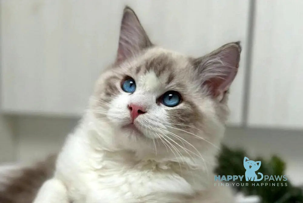 Wallys Ragdoll male black tabby bicolour live animals