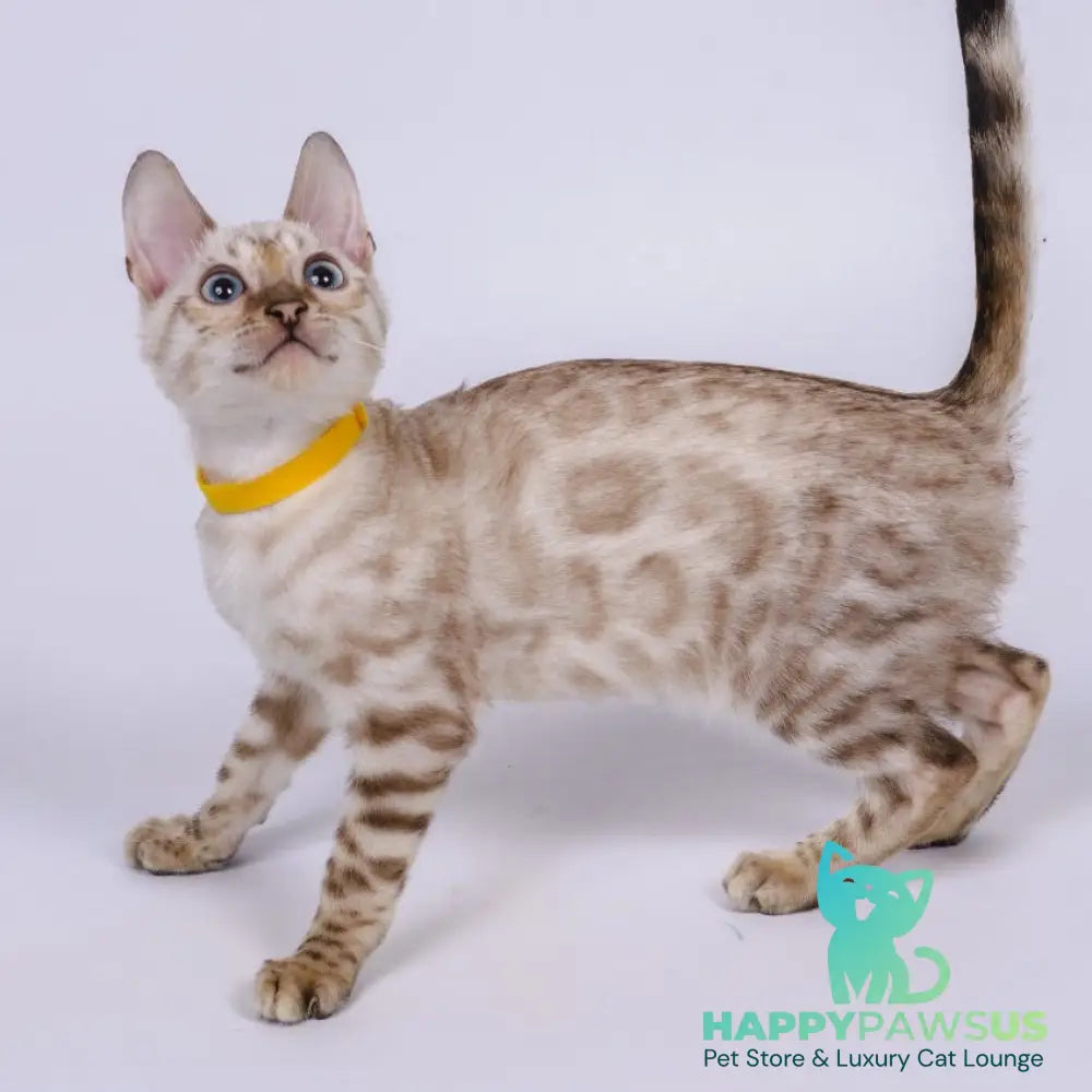 Walter Bengal male black spotted tabby pointed - live animals