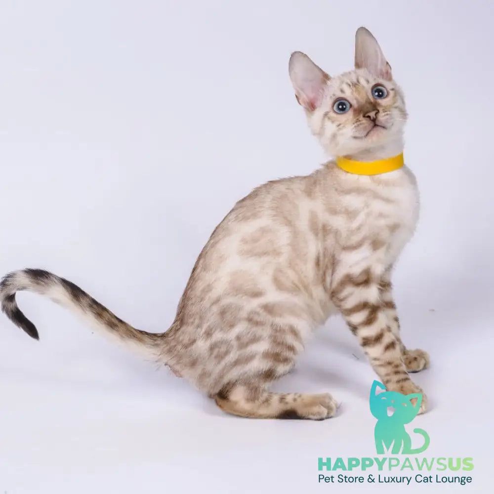 Walter Bengal male black spotted tabby pointed - live animals