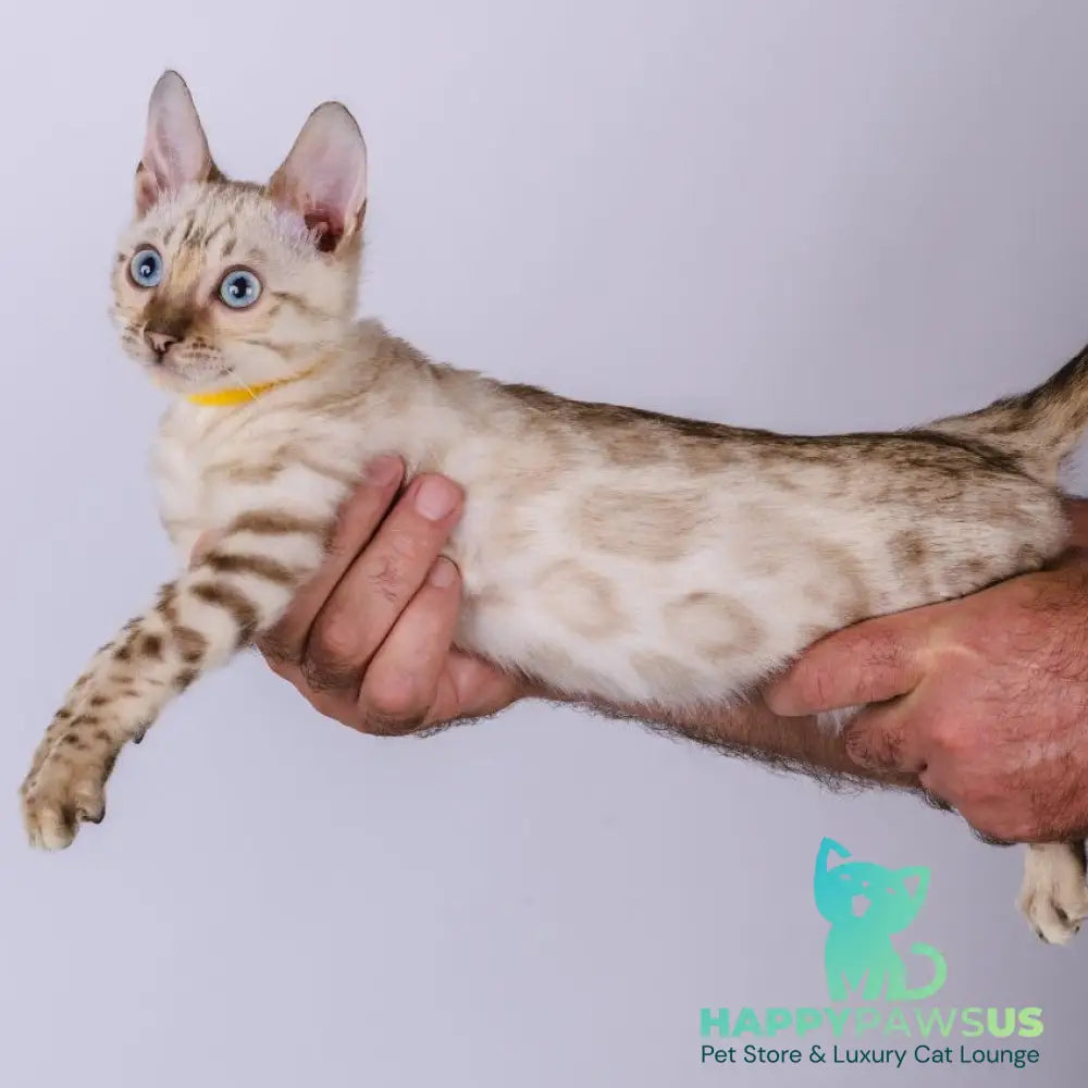 Walter Bengal male black spotted tabby pointed - live animals