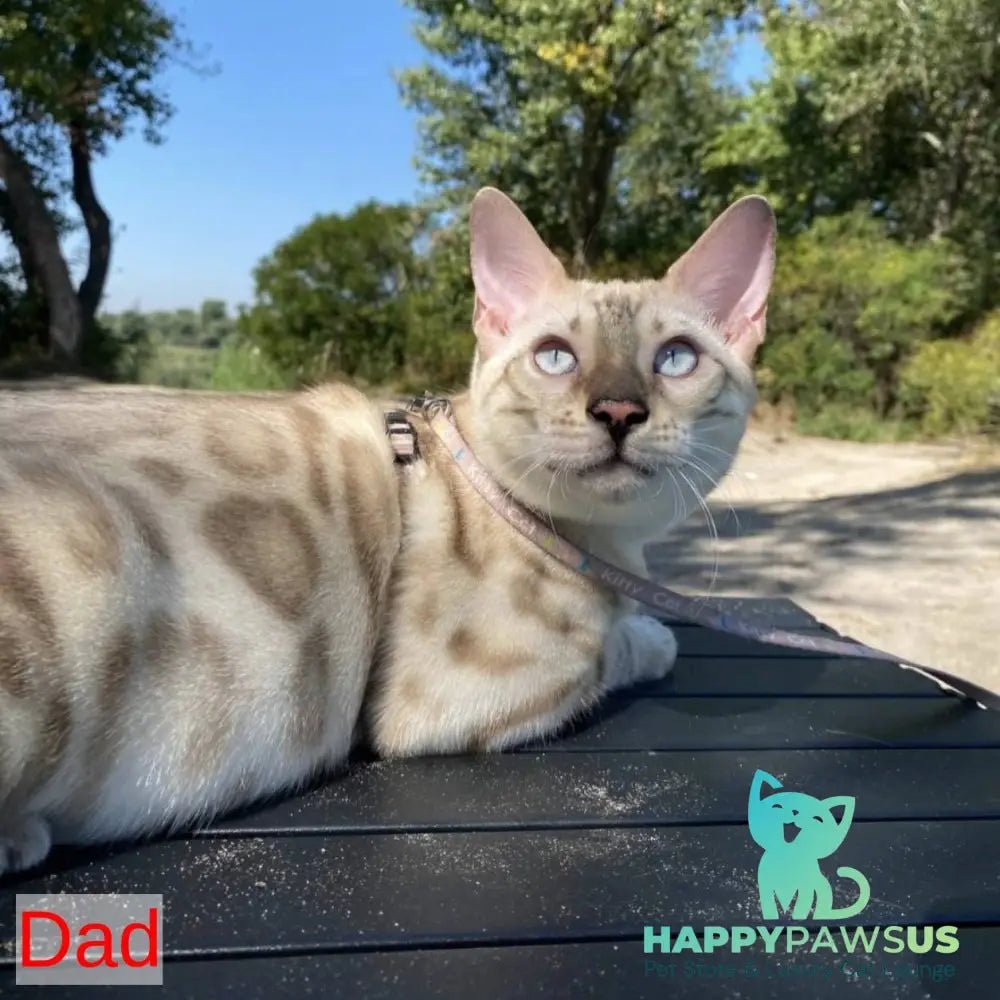 Walter Bengal male black spotted tabby pointed - live animals