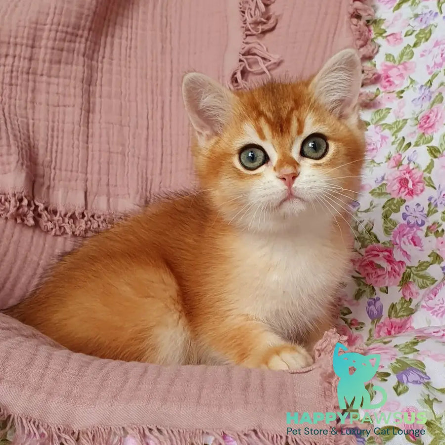Walter British Shorthair male black golden chinchilla - live animals
