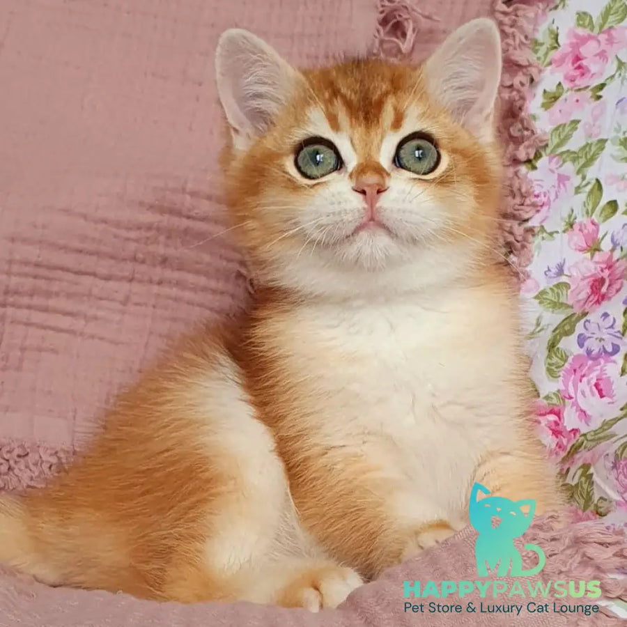 Walter British Shorthair male black golden chinchilla - live animals