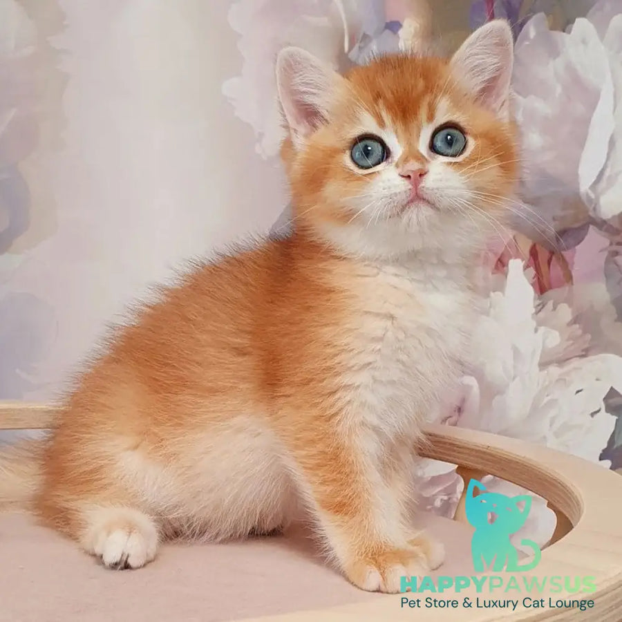 Walter British Shorthair male black golden chinchilla - live animals