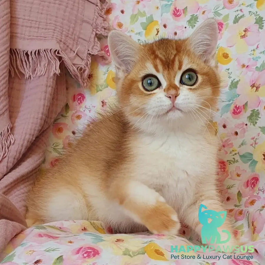 Walter British Shorthair male black golden chinchilla - live animals