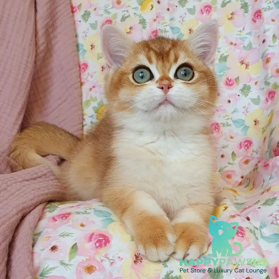 Walter British Shorthair male black golden chinchilla - live animals