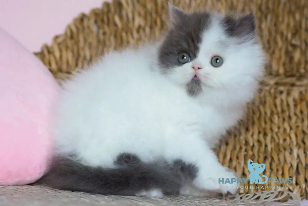 Walter Scottish Straight male black silver harlequin live animals