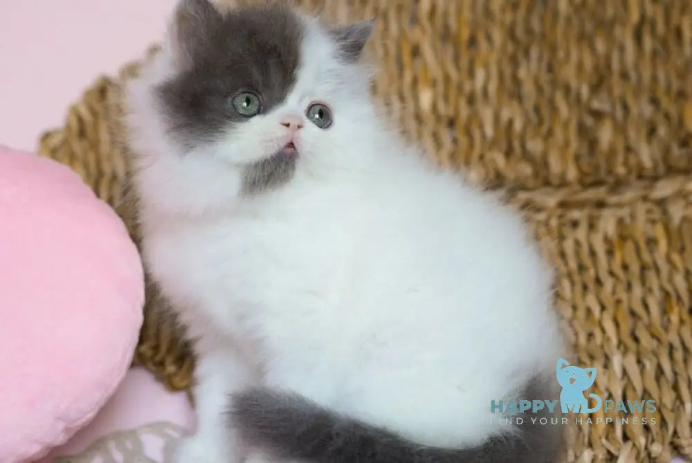 Walter Scottish Straight male black silver harlequin live animals