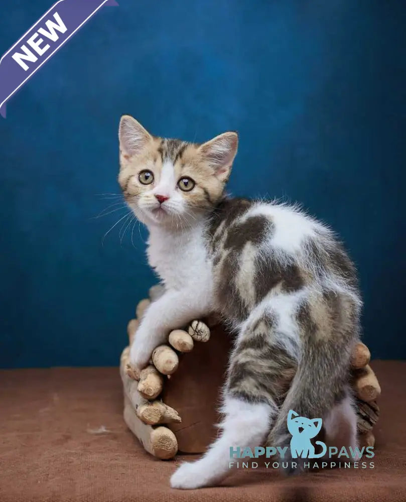 Walter Scottish Straight male black tabby bicolour - live animals