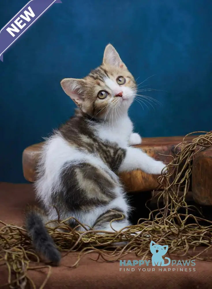 Walter Scottish Straight male black tabby bicolour - live animals