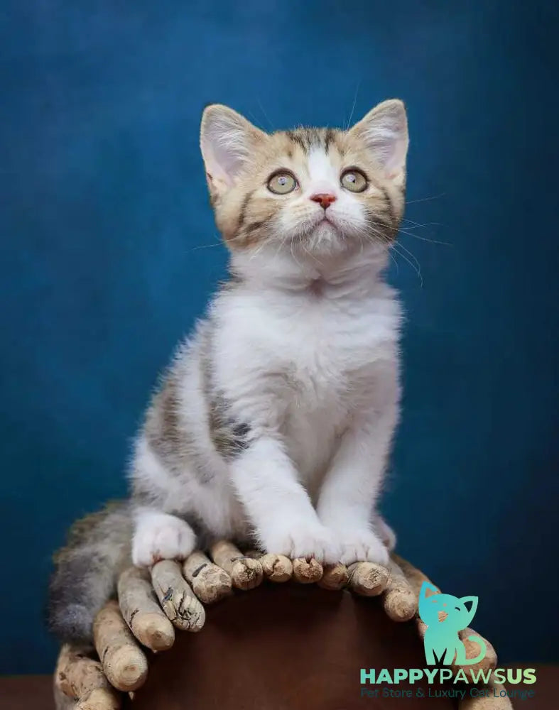 Walter Scottish Straight male black tabby bicolour - live animals