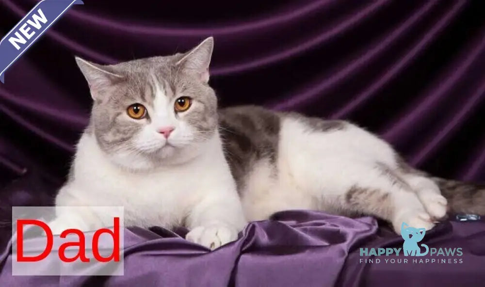 Walter Scottish Straight male black tabby bicolour - live animals