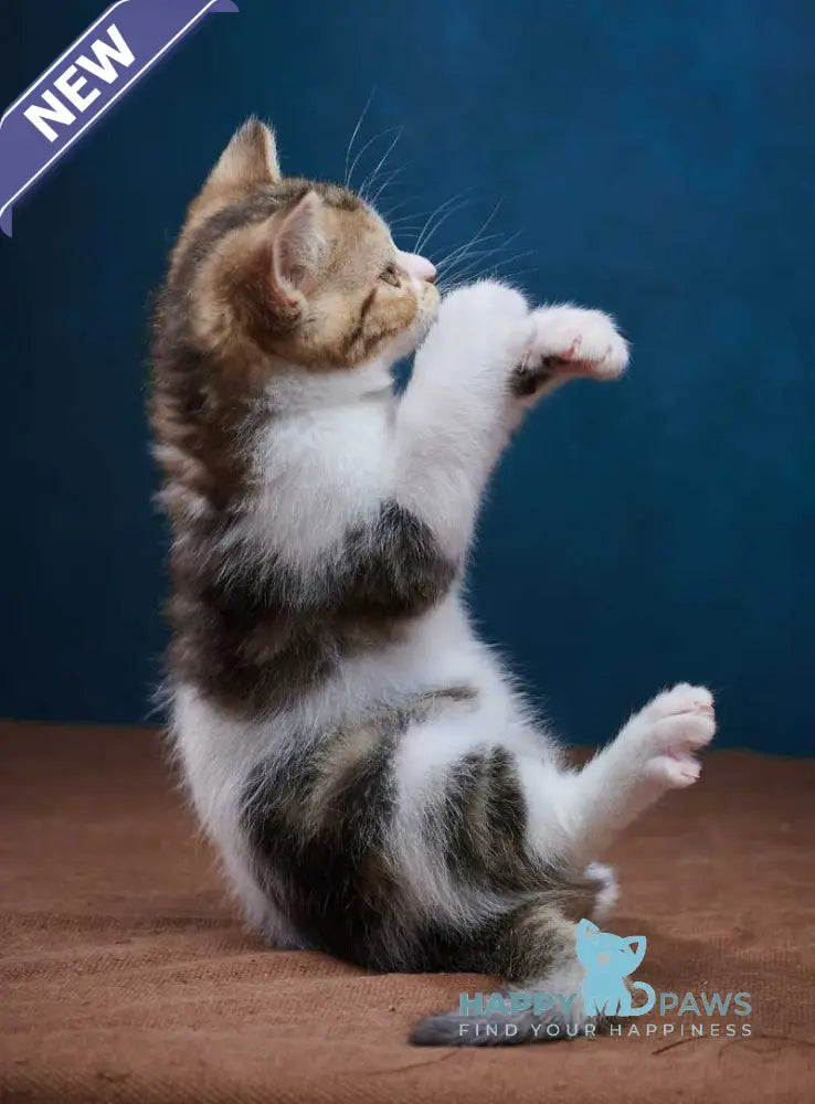Walter Scottish Straight male black tabby bicolour - live animals