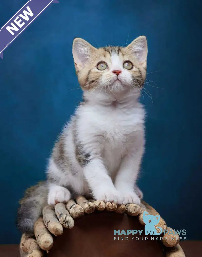Walter Scottish Straight male black tabby bicolour - live animals