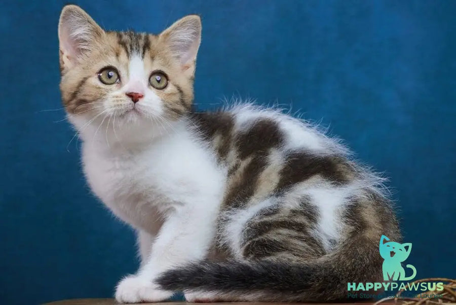 Walter Scottish Straight male black tabby bicolour - live animals