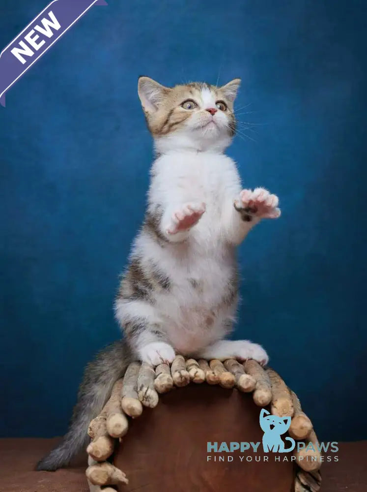 Walter Scottish Straight male black tabby bicolour - live animals
