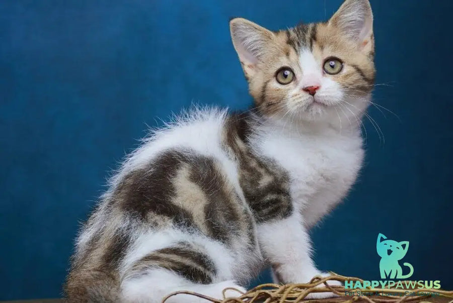Walter Scottish Straight male black tabby bicolour - live animals