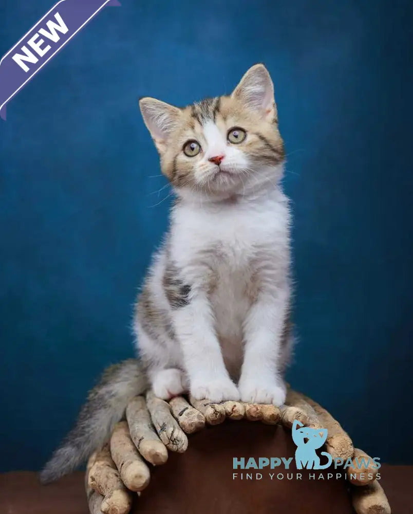 Walter Scottish Straight male black tabby bicolour - live animals