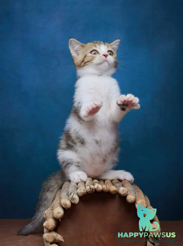Walter Scottish Straight male black tabby bicolour - live animals