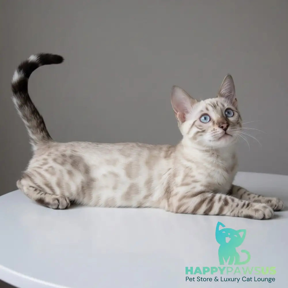 Wanda Bengal female black spotted tabby pointed - live animals