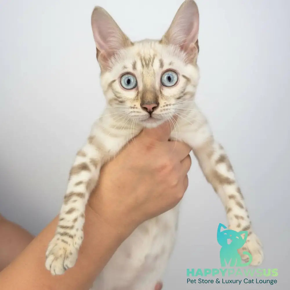 Wanda Bengal female black spotted tabby pointed - live animals