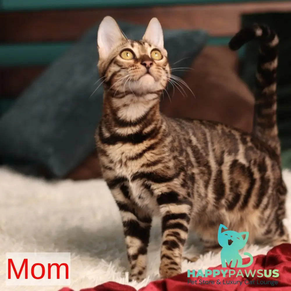 Wanda Bengal female black spotted tabby pointed - live animals