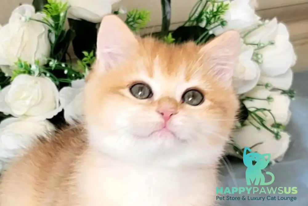 Wanda British Shorthair female black golden chinchilla live animals