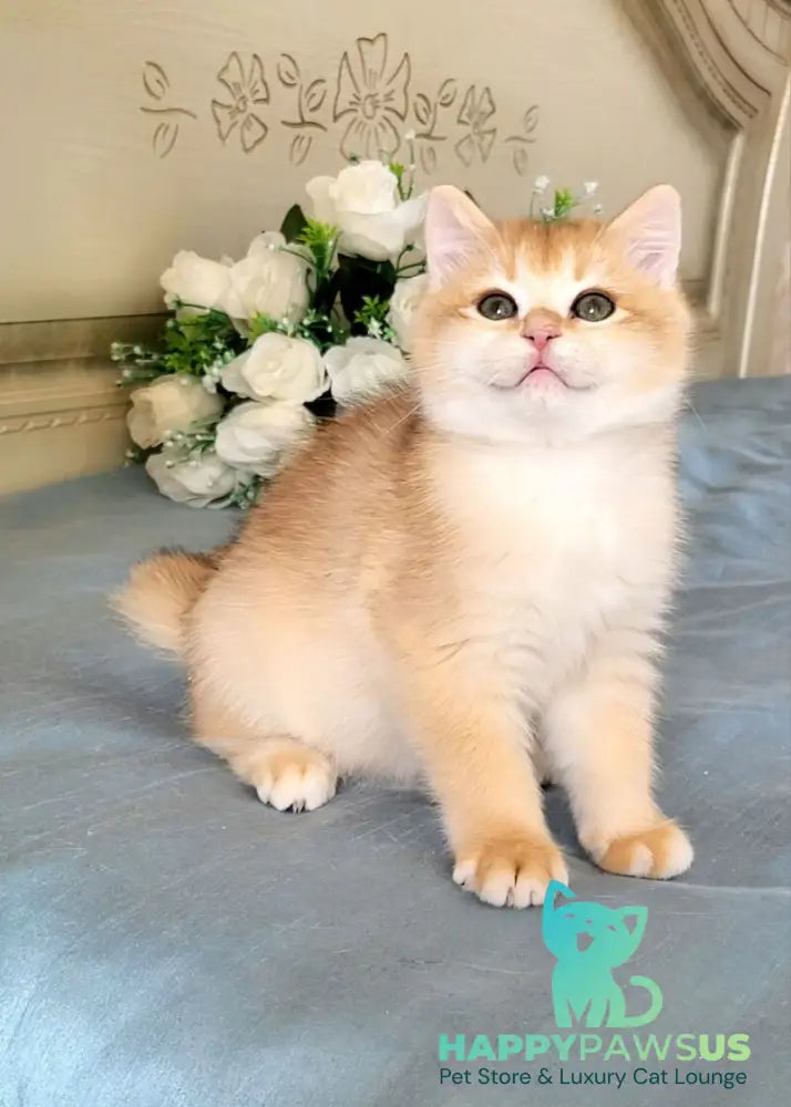 Wanda British Shorthair female black golden chinchilla live animals