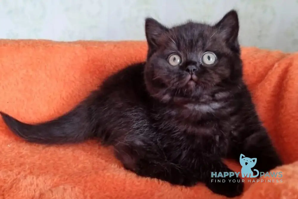 Wanda British Shorthair female black - live animals