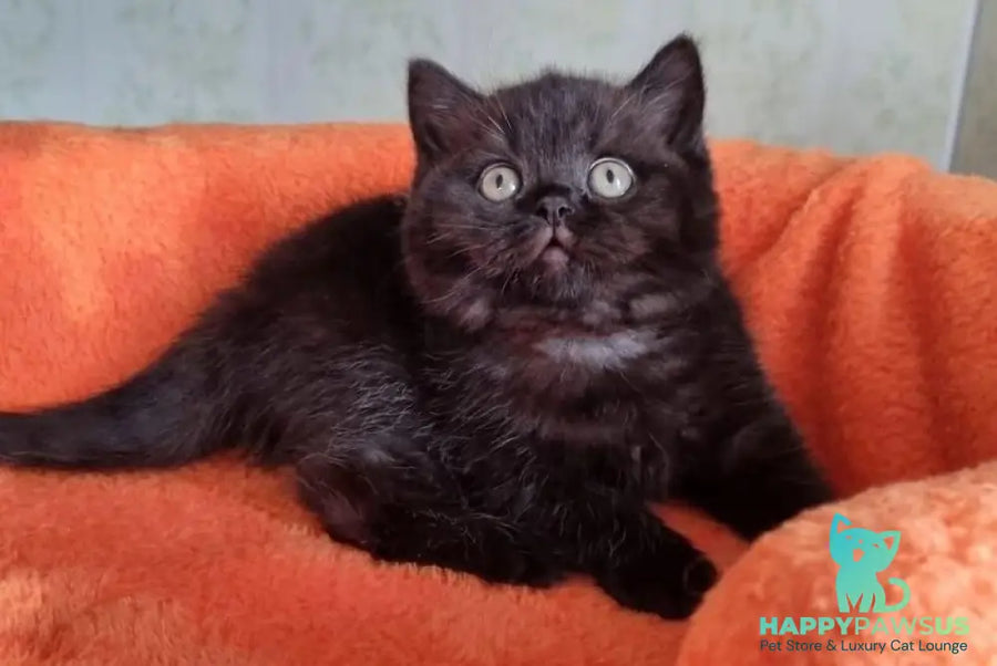 Wanda British Shorthair female black - live animals