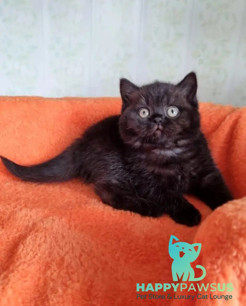 Wanda British Shorthair female black - live animals