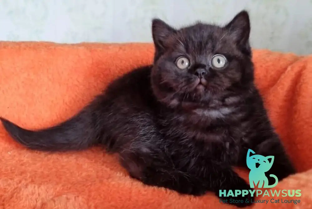 Wanda British Shorthair female black - live animals