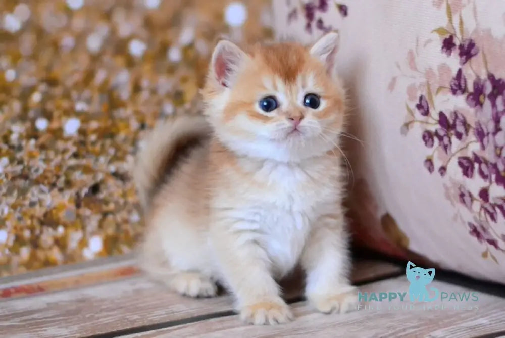 Wanda British Shorthair female chocolate golden shaded live animals