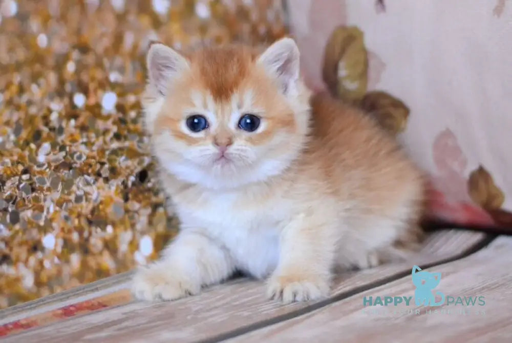 Wanda British Shorthair female chocolate golden shaded live animals