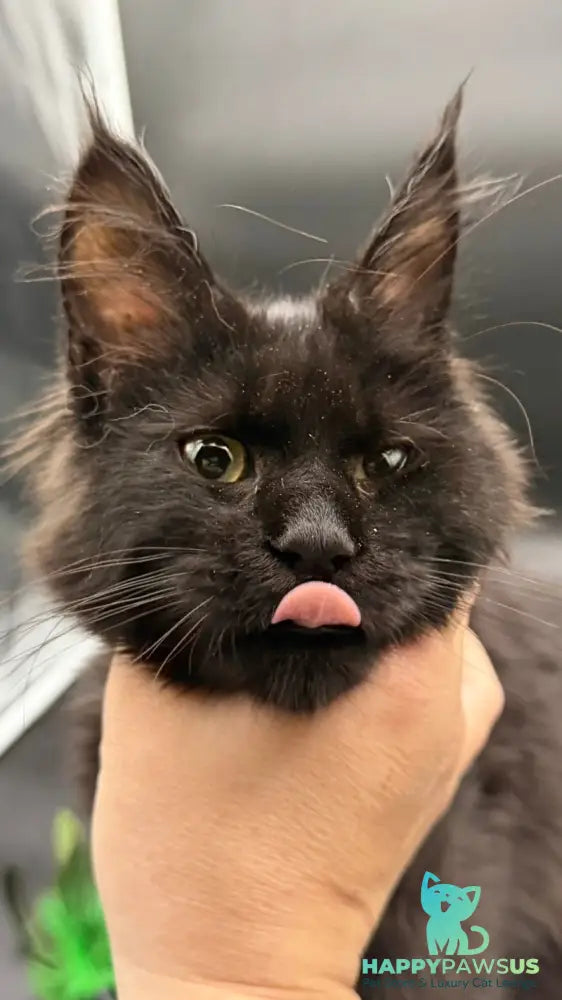 Wanda Maine Coon female black - live animals