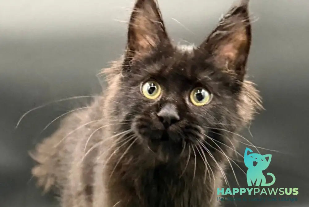 Wanda Maine Coon female black - live animals