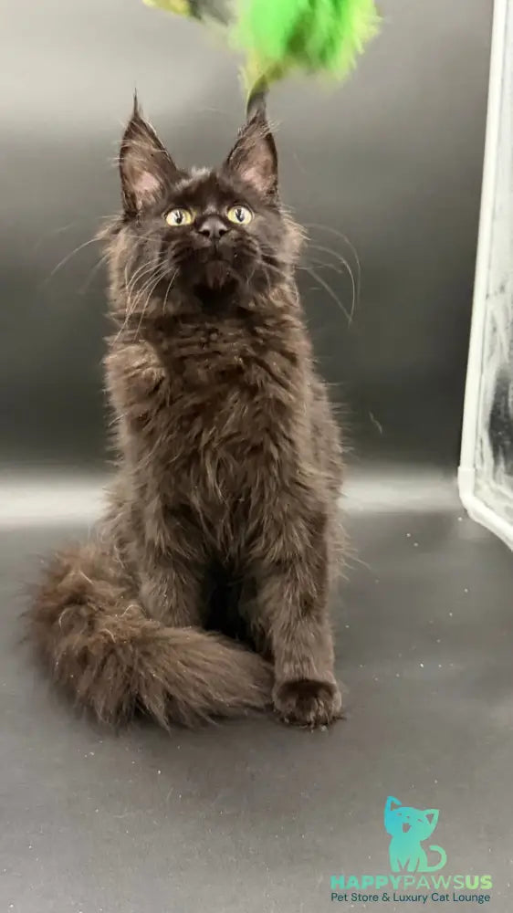 Wanda Maine Coon female black - live animals