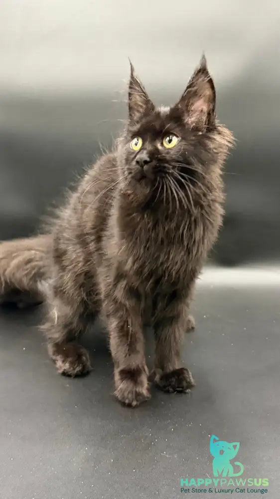 Wanda Maine Coon female black - live animals