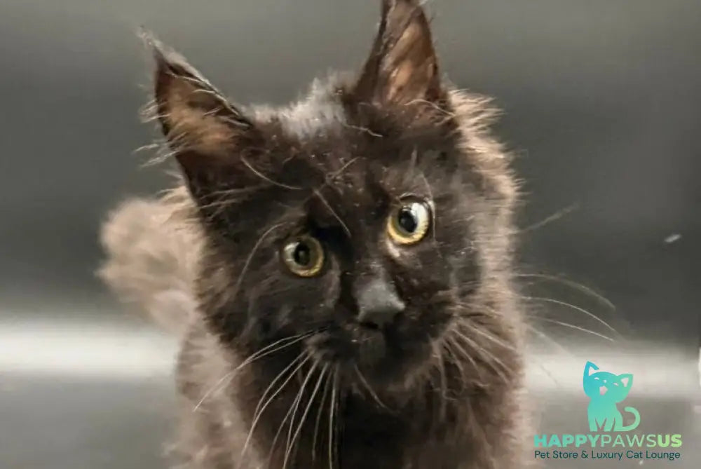 Wanda Maine Coon female black - live animals