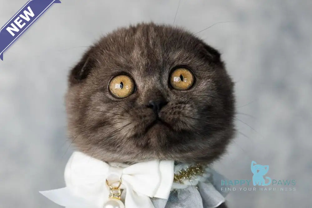 Wanda Scottish Fold female black silver live animals