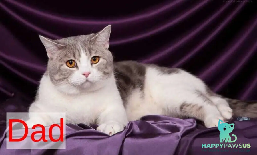 Wanda Scottish Fold female black tabby - live animals