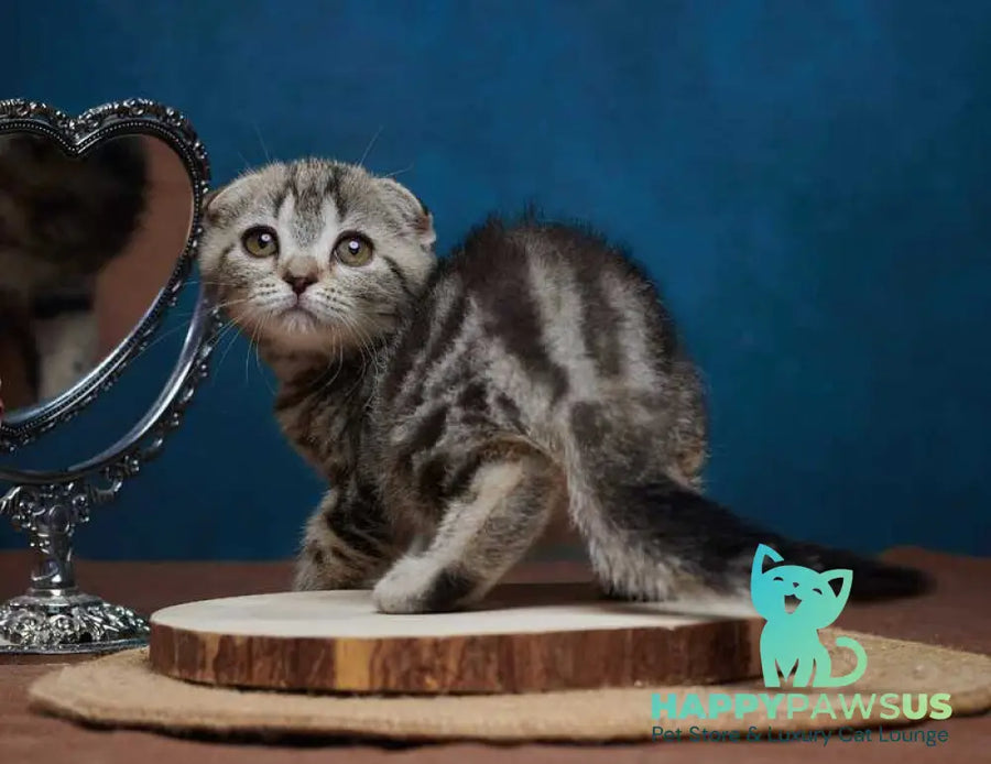 Wanda Scottish Fold female black tabby - live animals