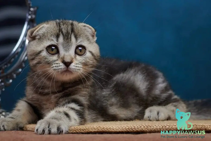 Wanda Scottish Fold female black tabby - live animals