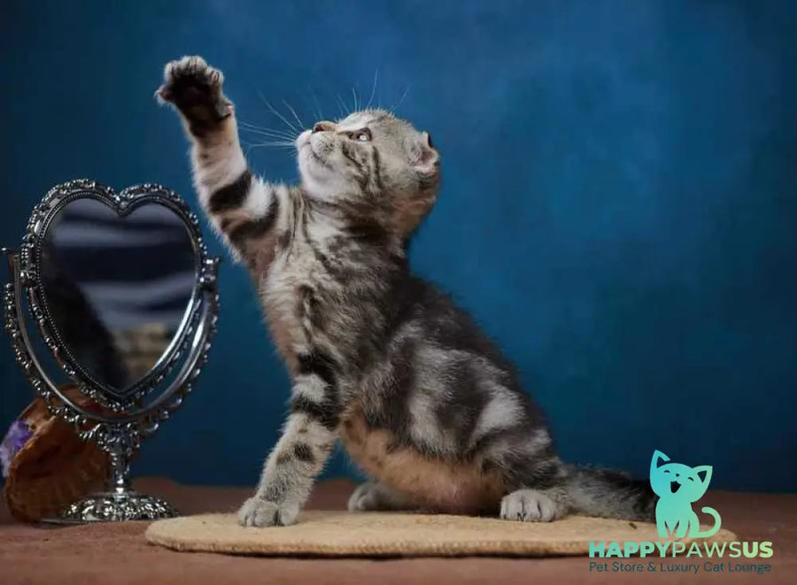 Wanda Scottish Fold female black tabby - live animals